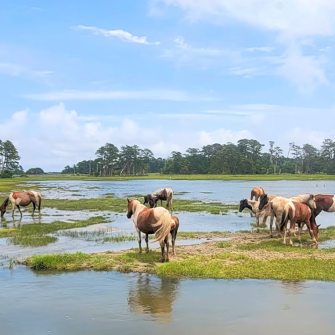 Wild horses grazing in a marshy area near a boat on a sunny day.