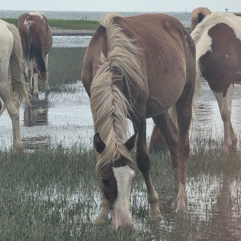Horses grazing in a wet grassy field near a body of water.