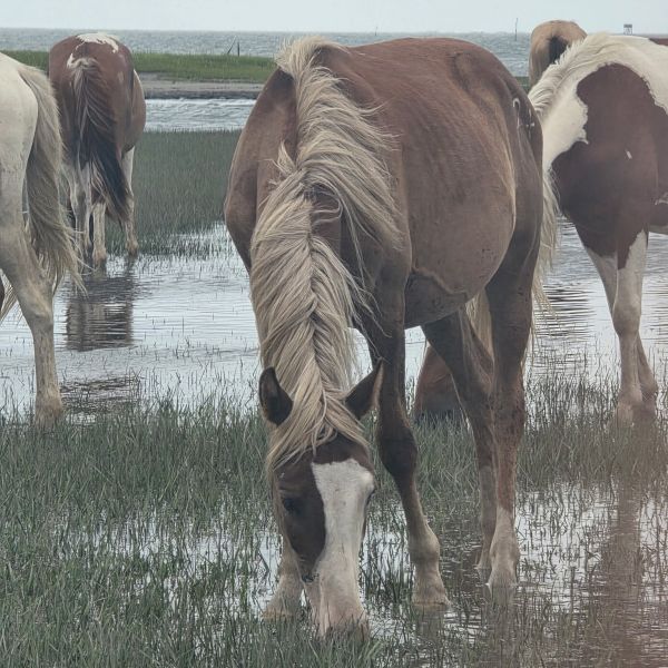 Horses grazing in a wet grassy field near a body of water.