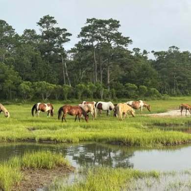 Horses grazing in a grassy area near trees and a small pond.