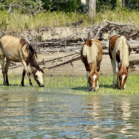 Three wild horses grazing near a water edge with grass and trees in the background.