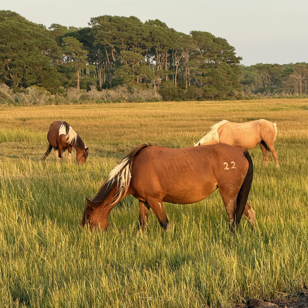Three wild horses grazing in a grassy field with trees in the background.