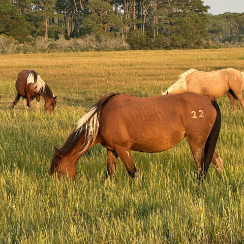Three horses grazing in a grassy field with trees in the background.