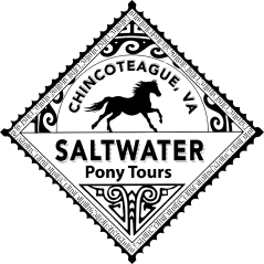 Saltwater Pony Tours