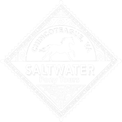 Saltwater Pony Tours