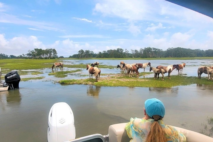 Person on boat watches wild horses grazing in a marsh with trees in the background.