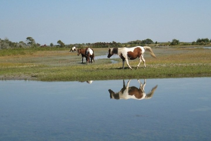 Three horses grazing near a water body with reflections under a clear blue sky.