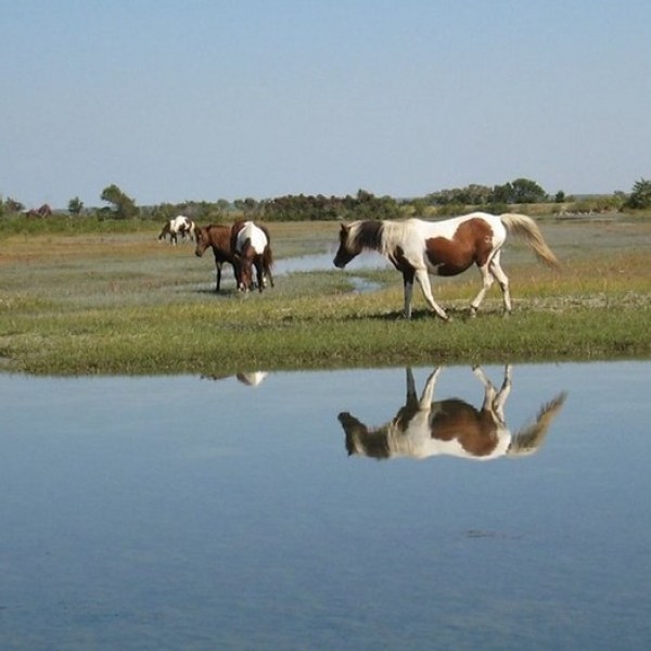 Three horses grazing near a water body with reflections under a clear blue sky.