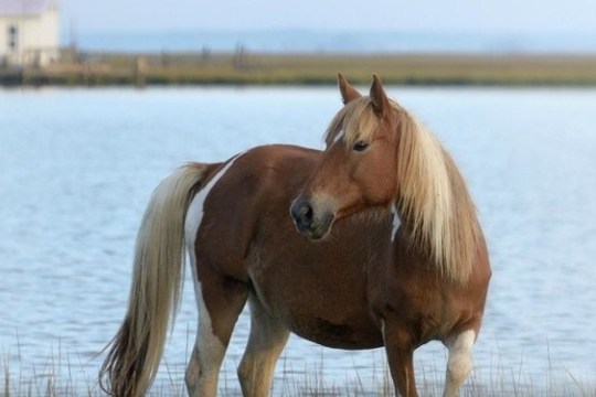 Brown horse with blond mane standing near a lake with a house in the background.