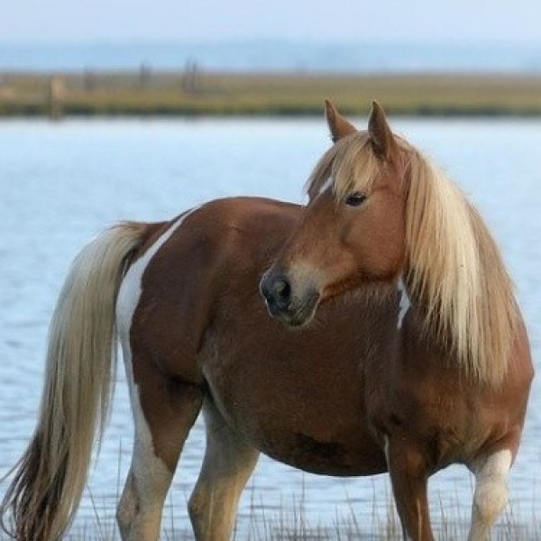 Brown horse with blond mane standing near a lake with a house in the background.