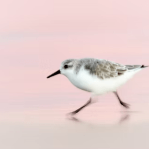 A sandpiper walking on the beach with a blurred pink background.