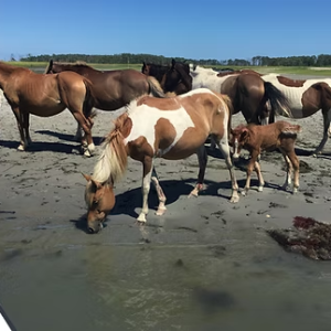 Horses and foals standing on the beach under a clear blue sky.
