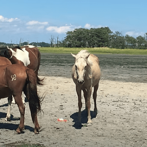 Horses stand on a sandy beach with a grassy area in the background.