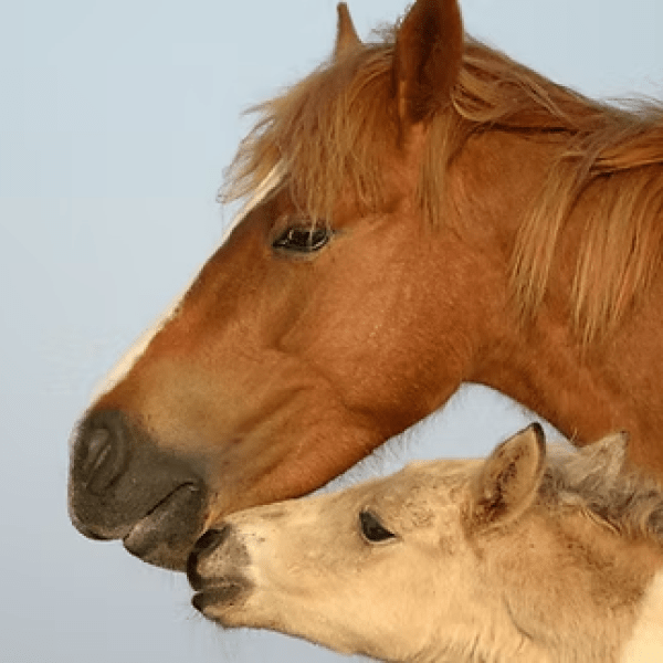 Side profile of a brown horse and a foal nuzzling against a clear sky.