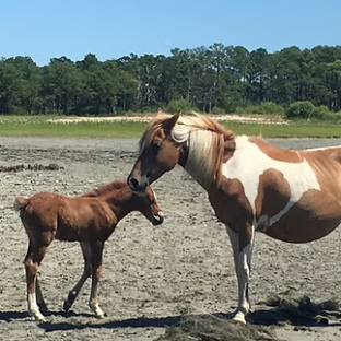 Brown and white mare with foal on a sandy field with trees in background.