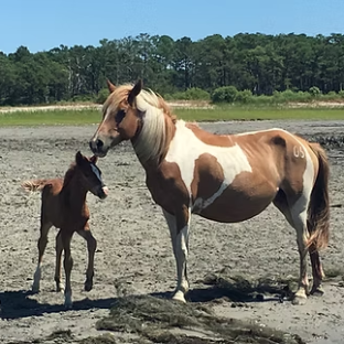Brown and white horse with foal on a sandy area near trees.