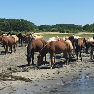 Herd of horses standing on a sandy beach near the water's edge.