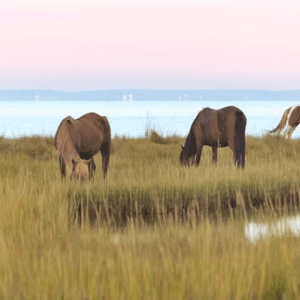 Wild horses grazing in a grassy marsh by a calm body of water at sunset.