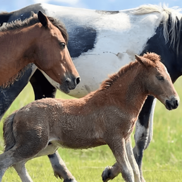 A foal and two horses walking in a grassy field.