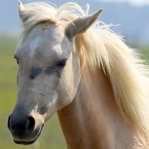 Side view of a blonde horse with a flowing mane in a field.