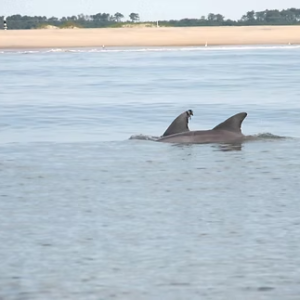 Dolphin dorsal fins above water near a sandy beach.