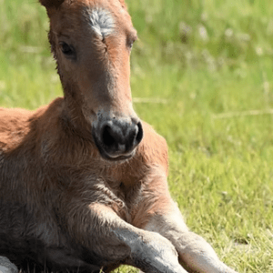 A foal lying down on green grass in a sunlit field.