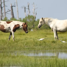 Two horses and white birds in a grassy field near water.