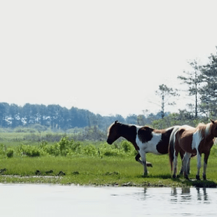 Two horses standing by a river in a grassy field with trees in the background.