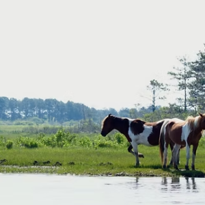 Two horses standing by a river in a grassy field with trees in the background.