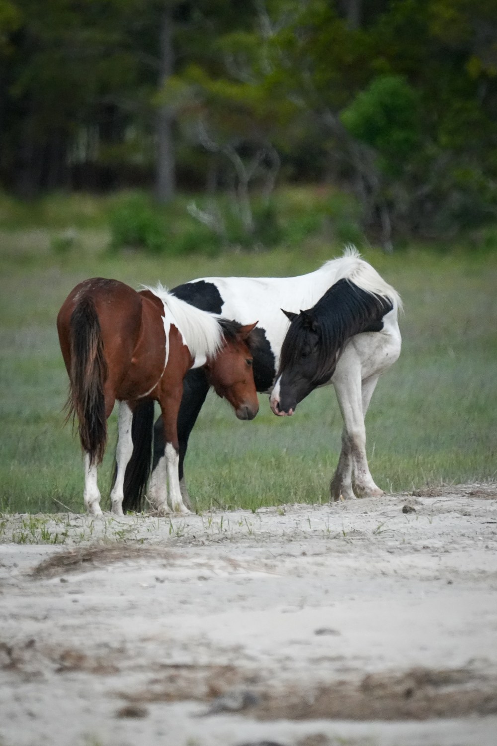 Two wild horses nuzzling on a grassy area near trees.