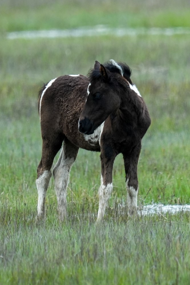 Black and white foal standing in grassy field.