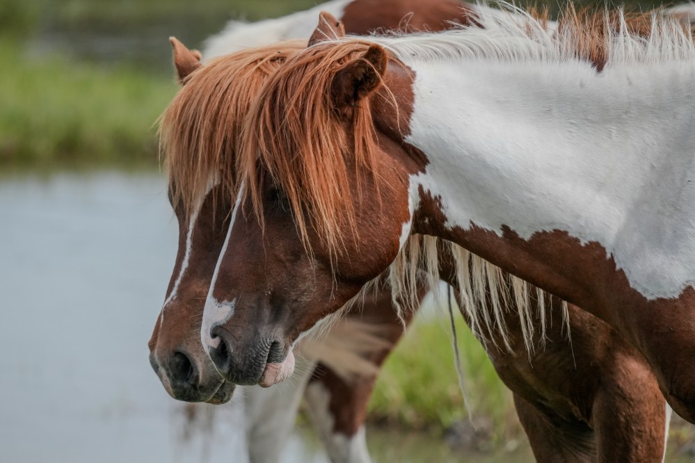 Two brown and white horses standing near a body of water.