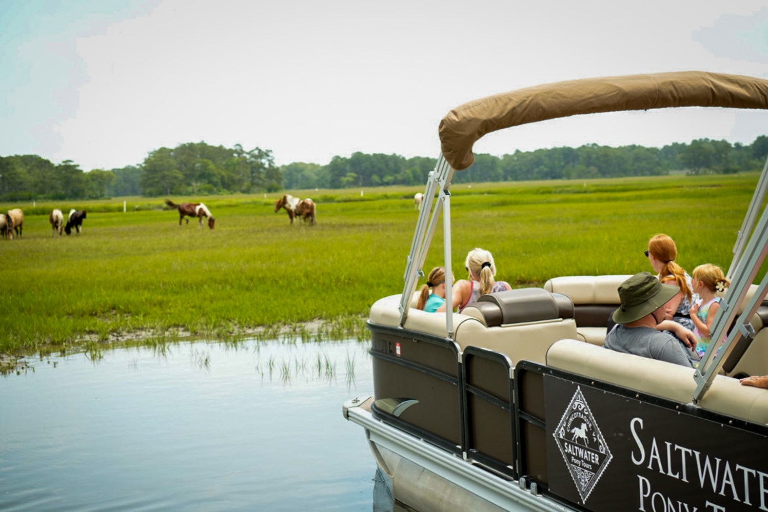 Guests viewing wild Chincoteague ponies from a Saltwater Pony Tours boat in the Assateague Island marshes