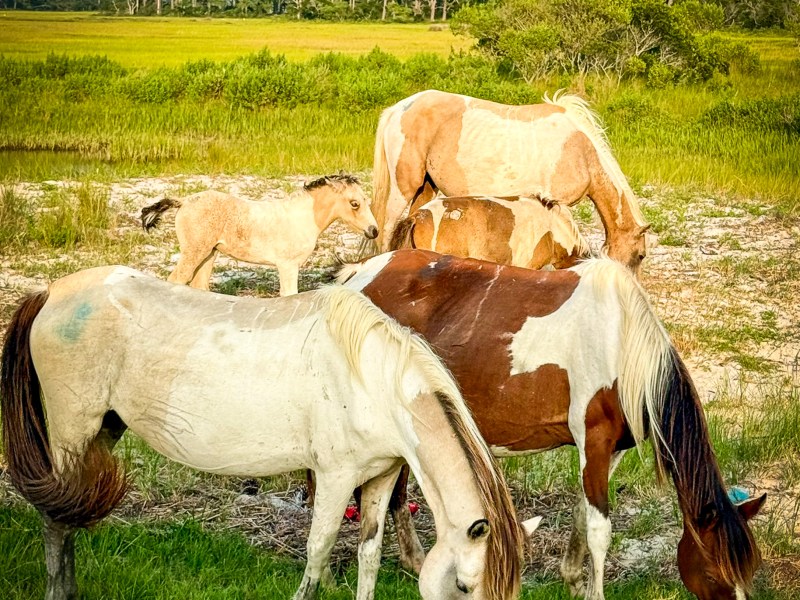 Wild Chincoteague ponies grazing in a grassy marsh habitat on Assateague Island