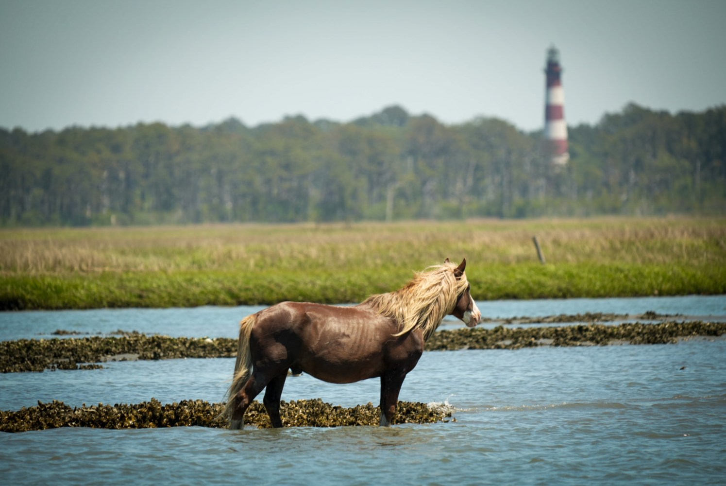 Riptide, a wild Chincoteague stallion, standing in shallow water with Assateague Lighthouse in the background during a Saltwater Pony Tours excursion
