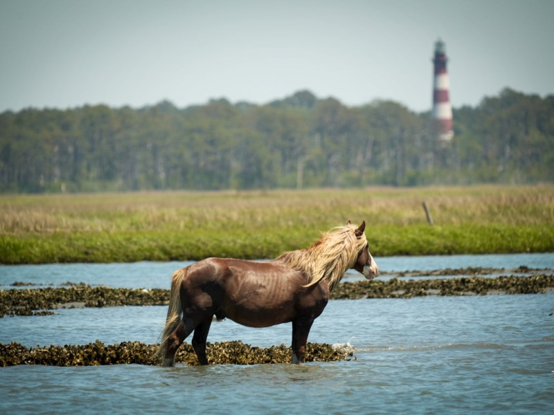 Riptide, a wild Chincoteague stallion, standing in shallow water with Assateague Lighthouse in the background during a Saltwater Pony Tours excursion