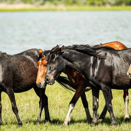 Group of horses grazing by a lake on green grass.