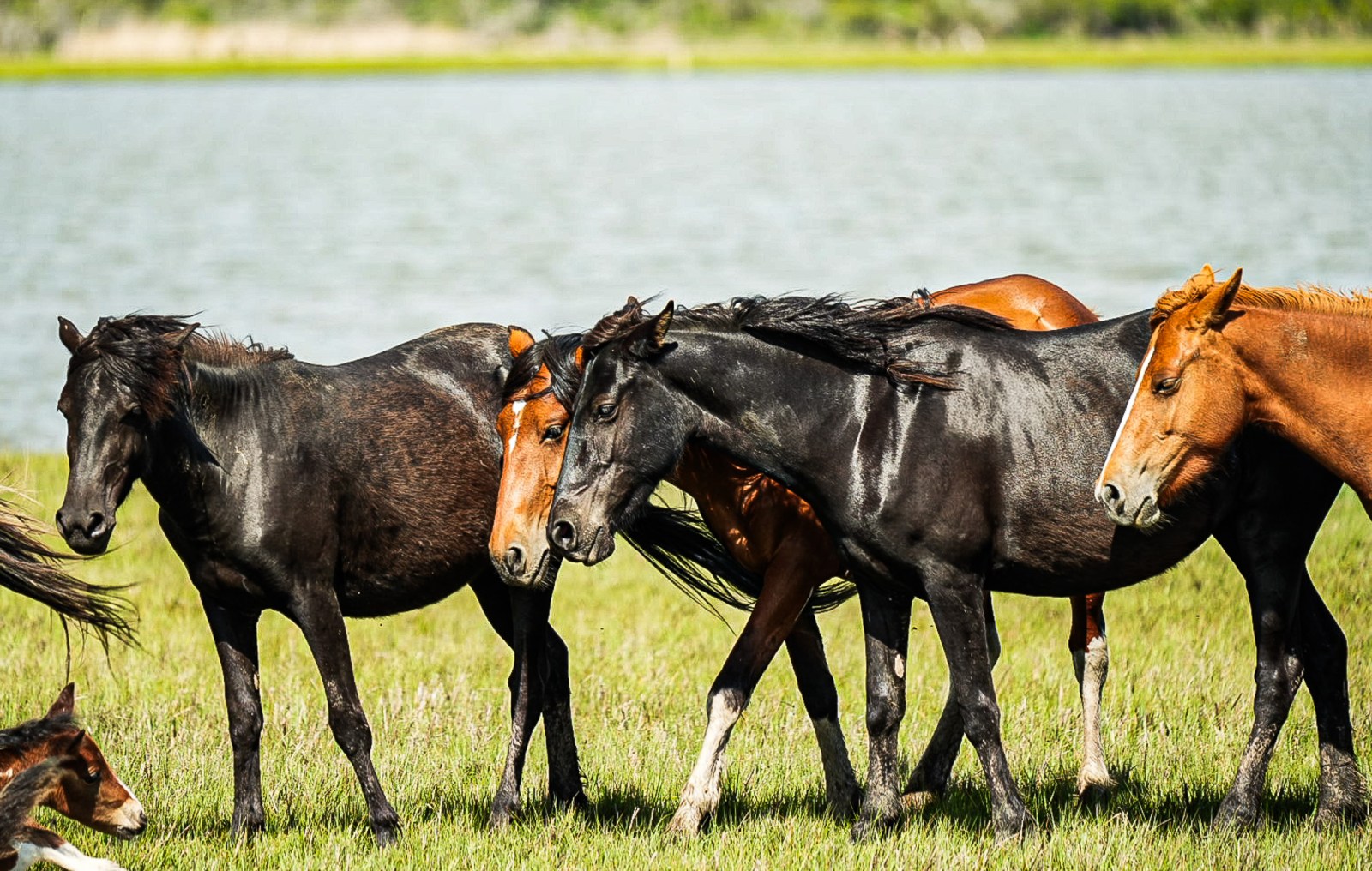 Group of horses grazing by a lake on green grass.