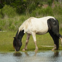 Black and white horse with number 15 drinks from a pond.