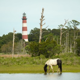 Horse grazing by water with a lighthouse and trees in background.