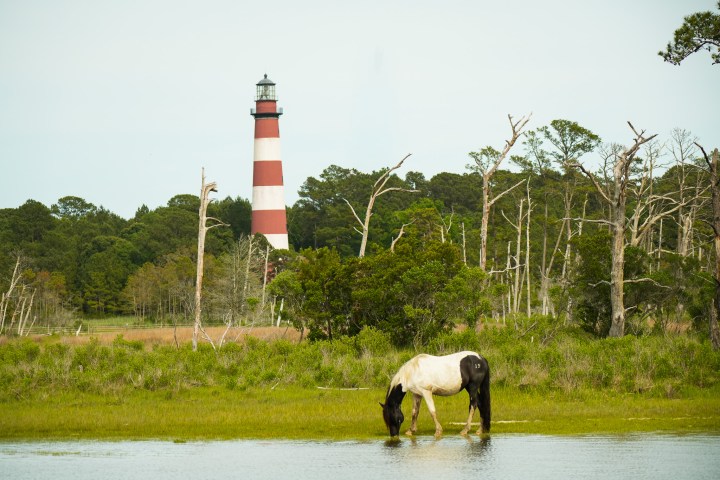 Horse grazing near water with striped lighthouse in the background.