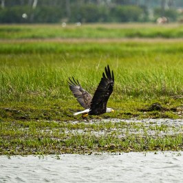 Bald eagle flying low over a grassy wetland area.