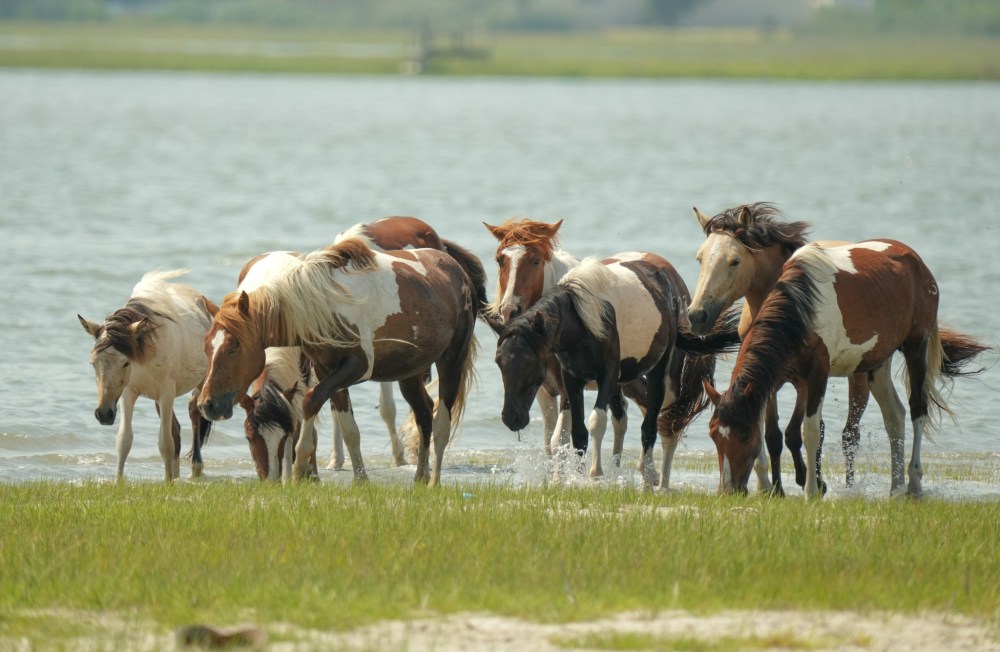 Group of wild horses wading in shallow water by a lakeshore, with grassy foreground.