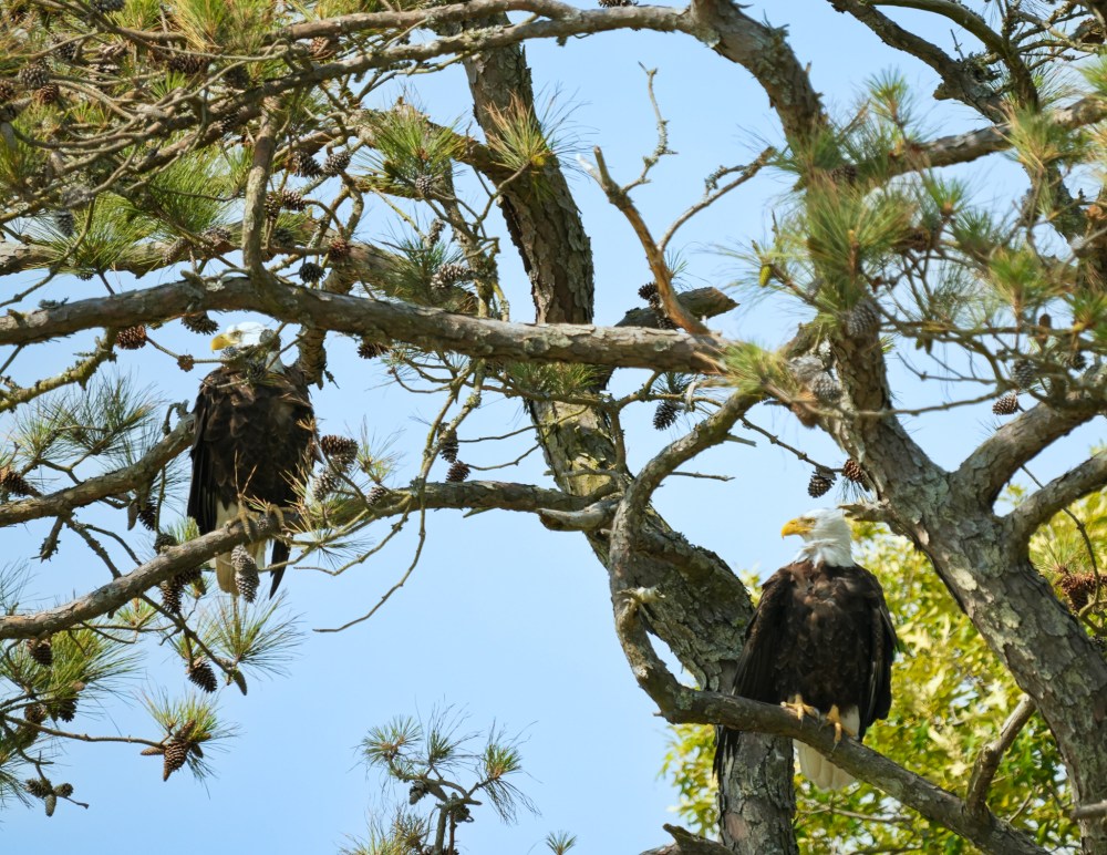 Two eagles perched on tree branches with pine cones.
