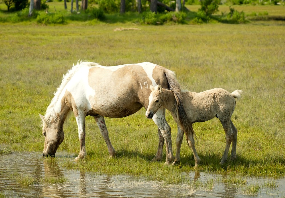 Two horses drinking water on a grassy field.