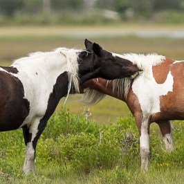 Two wild ponies in a grassy field, one black and white, the other brown and white with '24' marked on its side.