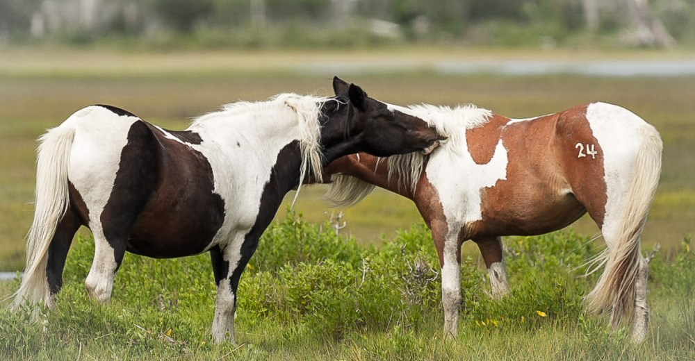 Two wild ponies in a grassy field, one black and white, the other brown and white with '24' marked on its side.