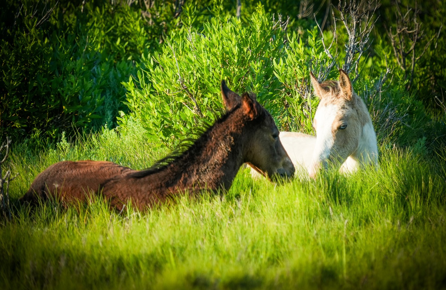 Two Chincoteague pony foals resting in the Northern Territory of Assateague Island