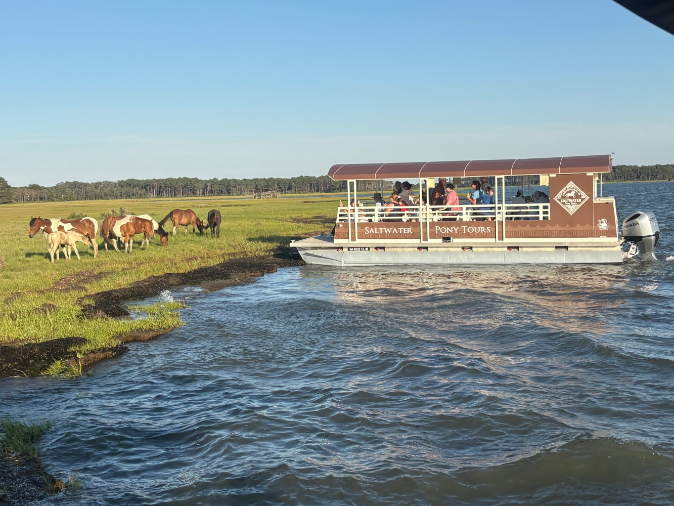 Saltwater Pony Tours large tour boat near wild Chincoteague ponies grazing along the Assateague Island shoreline