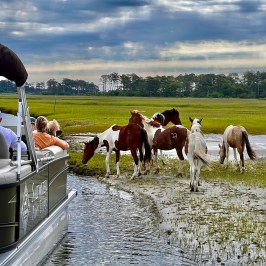 People on boat watching wild horses on grassy shore under cloudy sky.